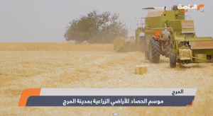 المرج حصاد