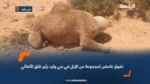 نفوق غامض لمجموعة من الإبل في بني وليد يثير قلق الأهالي