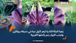 زهرة الجثة النادرة تزهر لأول مرة في حديقة بروكلين وتجذب الزوار رغم رائحتها الغريبة