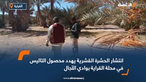 انتشار الحشرة القشرية يهدد محصول التاليس في محلة القراية بوادي الآجال