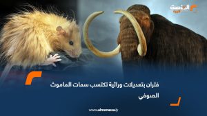 فئران بتعديلات وراثية تكتسب سمات الماموث الصوفي
