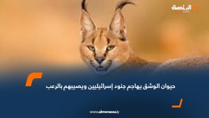 حيوان الوشق يهاجم جنود إسرائيليين ويصيبهم بالرعب