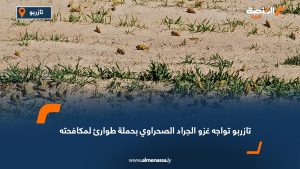 تازربو تواجه غزو الجراد الصحراوي بحملة طوارئ لمكافحته
