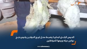 الحرس البلدي إجدابيا يضبط محل لبيع الدواجن يقوم بذبح دواجن ميته وبيعها للمواطنين