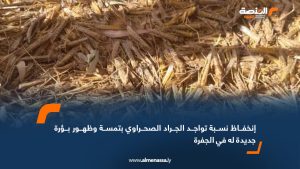 انخفاض نسبة تواجد الجراد الصحراوي بتمسة وظهور بؤرة جديدة له في الجفرة