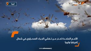 الأمم المتحدة تحذر من تفشي الجراد الصحراوي في شمال إفريقيا وليبيا