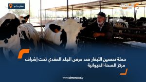 حملة تحصين الأبقار ضد مرض الجلد العقدي تحت إشراف مركز الصحة الحيوانية