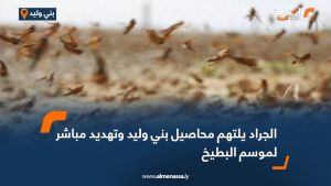 الجراد يلتهم محاصيل بني وليد وتهديد مباشر لموسم البطيخ