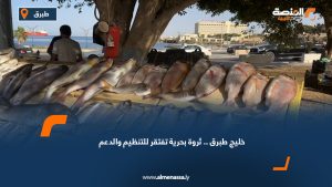 خليج طبرق.. ثروة بحرية تفتقر للتنظيم والدعم