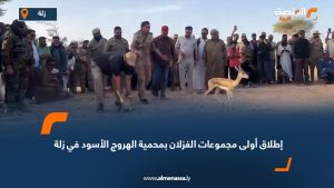 إطلاق أولى مجموعات الغزلان بمحمية الهروج الأسود في زلة