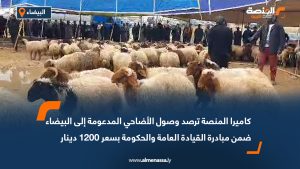 كاميرا المنصة ترصد وصول الأضاحي المدعومة إلى البيضاء ضمن مبادرة القيادة العامة والحكومة بسعر 1200 دينار