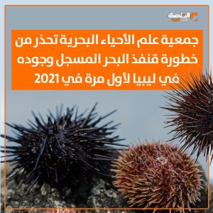 جمعية علم الأحياء البحرية تحذر من خطورة قنفذ البحر المسجل وجوده في ليبيا لأول مرة في 2021