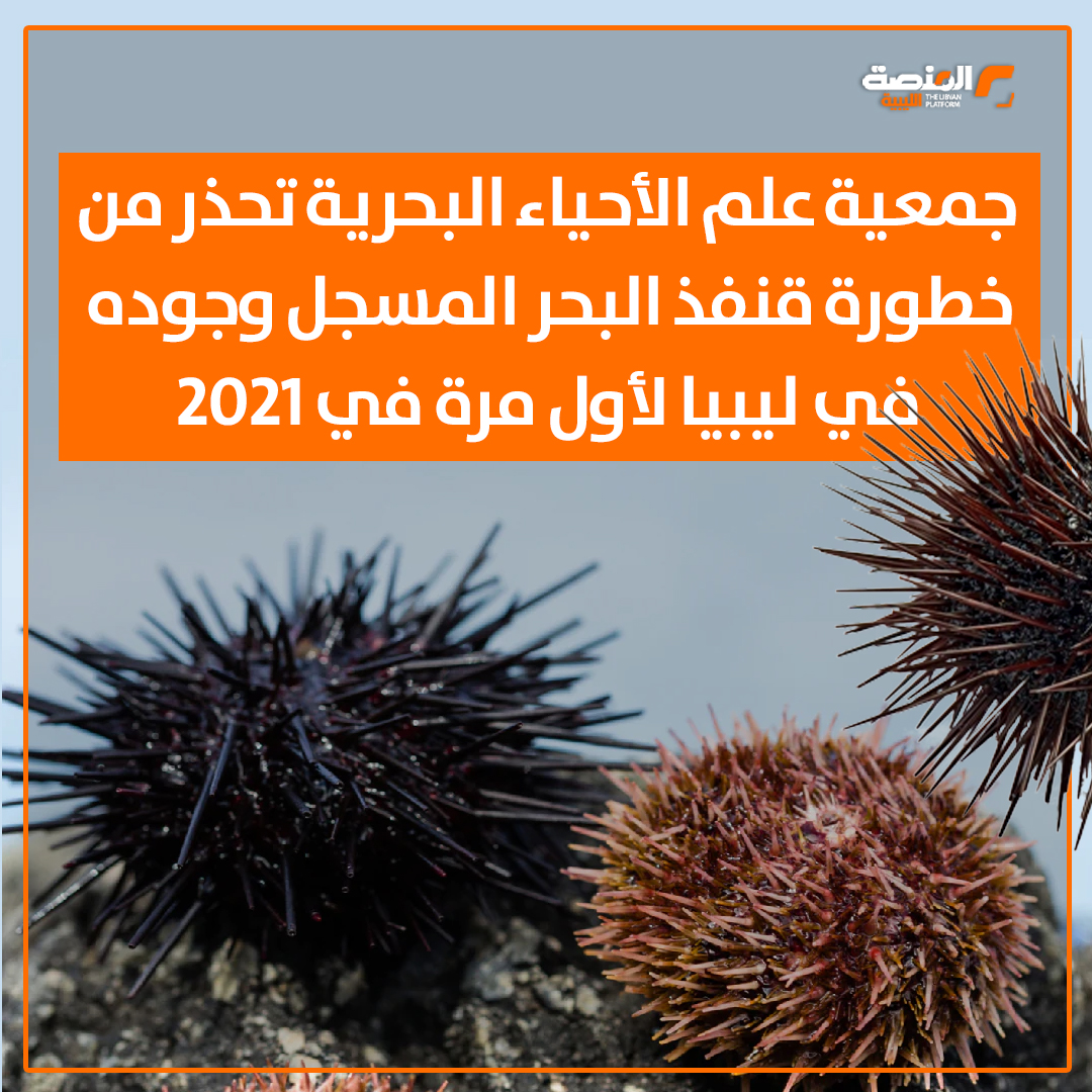 جمعية علم الأحياء البحرية تحذر من خطورة قنفذ البحر المسجل وجوده في ليبيا لأول مرة في 2021