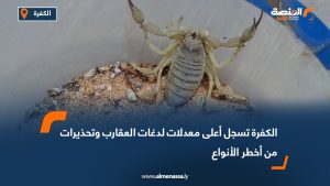 الكفرة تسجل أعلى معدلات لدغات العقارب وتحذيرات من أخطر الأنواع