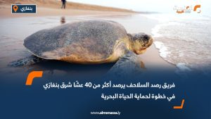 فريق رصد السلاحف يرصد أكثر من 40 عشًا شرق بنغازي في خطوة لحماية الحياة البحرية