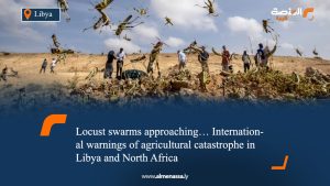 Locust swarms approaching… International warnings of agricultural catastrophe in Libya and North Africa