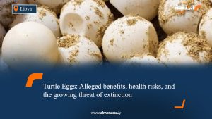 Turtle Eggs: Alleged benefits, health risks, and the growing threat of extinction