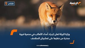 وزارة البيئة تعلن ازدياد أعداد الثعالب في محمية فروة محذرة من خطرها على تعشيش السلاحف