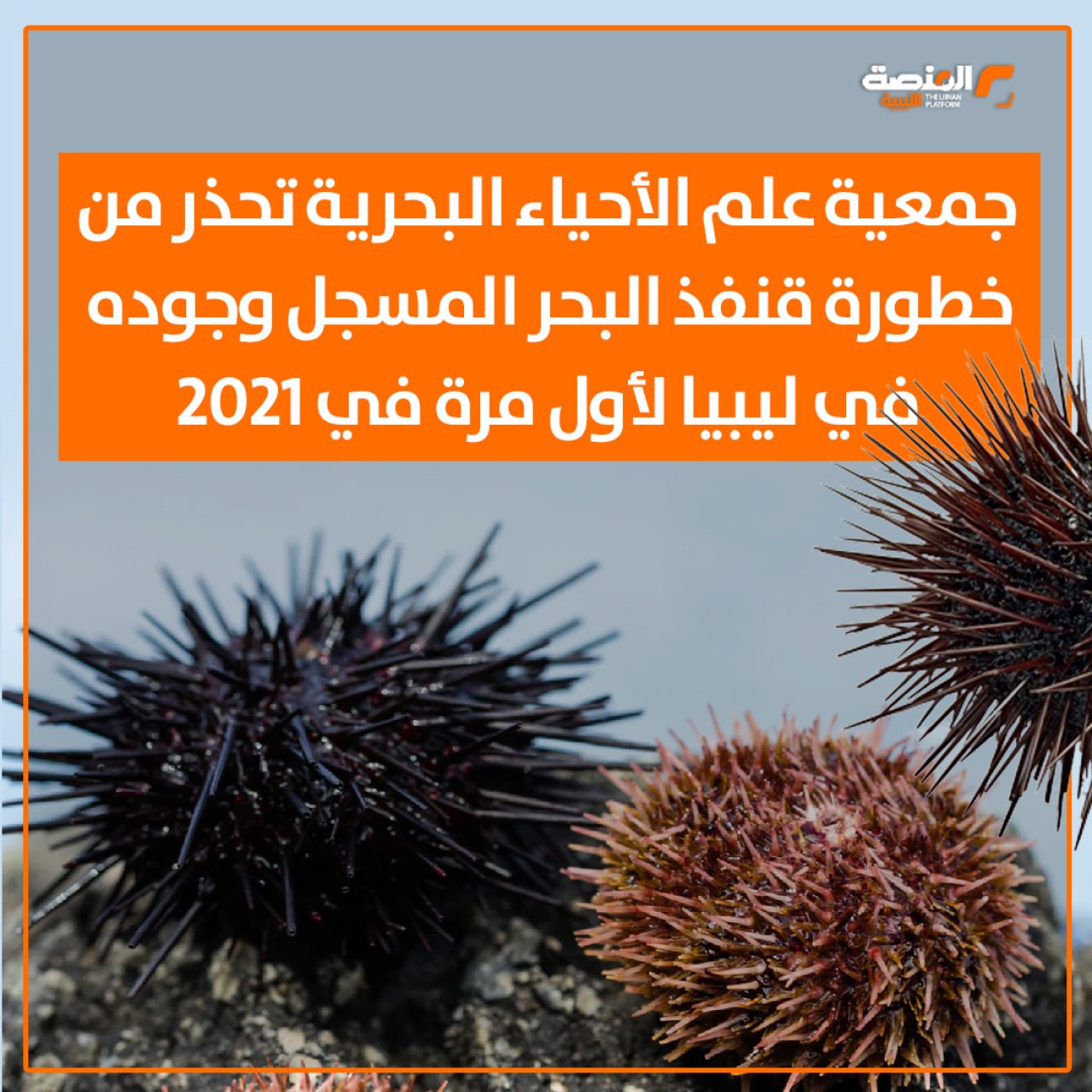 جمعية علم الأحياء البحرية تحذر من خطورة قنفذ البحر المسجل وجوده في ليبيا لأول مرة في 2021