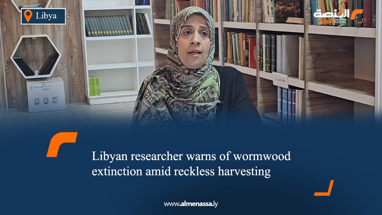 02 Libyan researcher warns of wormwood extinction amid reckless harvesting