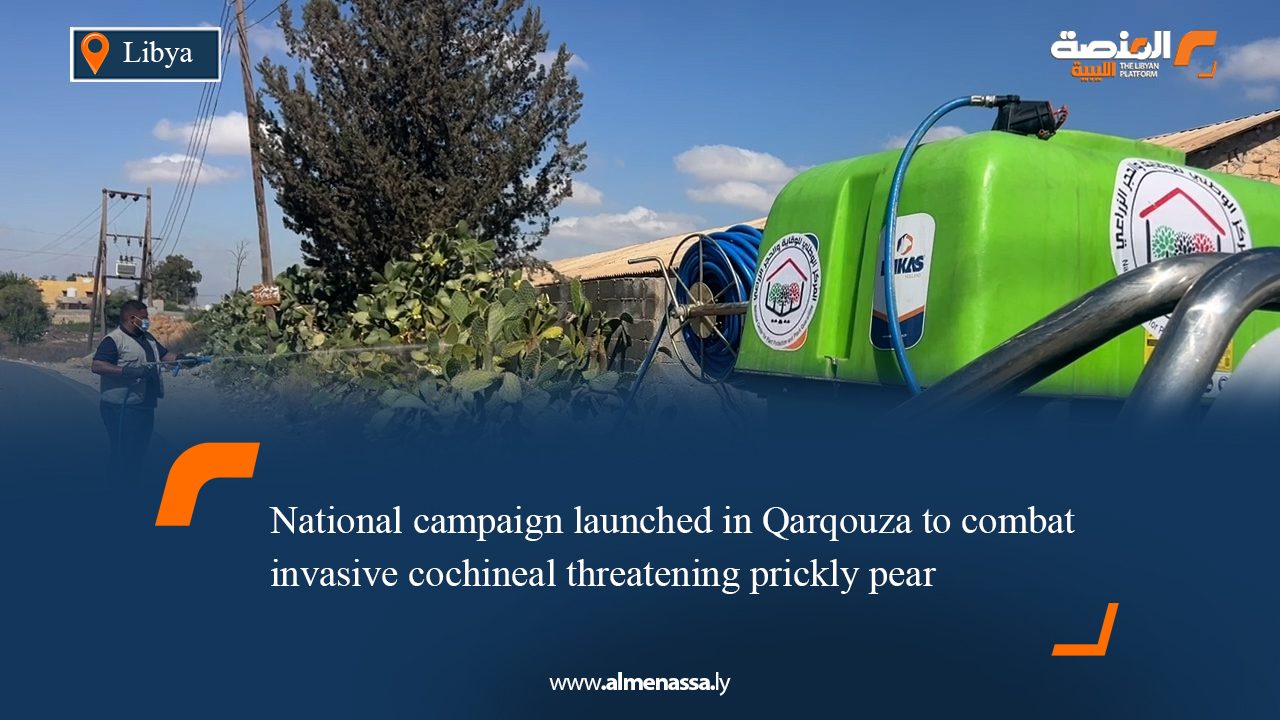 02 National campaign launched in Qarqouza to combat invasive cochineal threatening prickly pear
