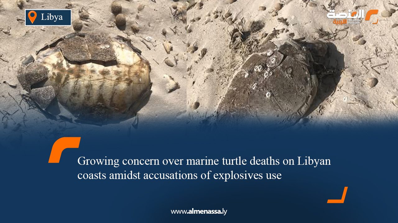 Growing concern over marine turtle deaths on Libyan coasts amidst accusations of explosives use
