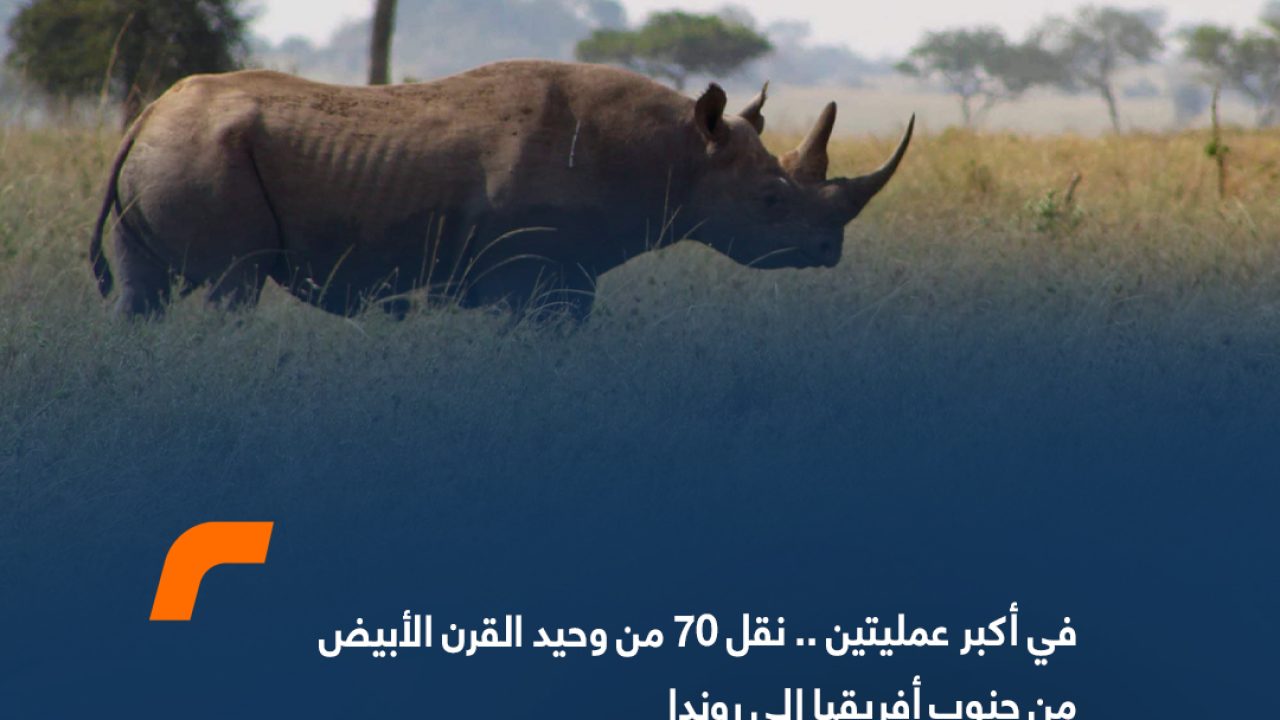 في أكبر عمليتين .. نقل 70 من وحيد القرن الأبيض من جنوب أفريقيا الى رواندا