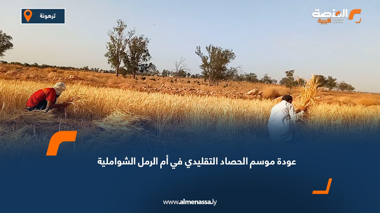 عودة موسم الحصاد التقليدي في "أم الرمل الشواملية"