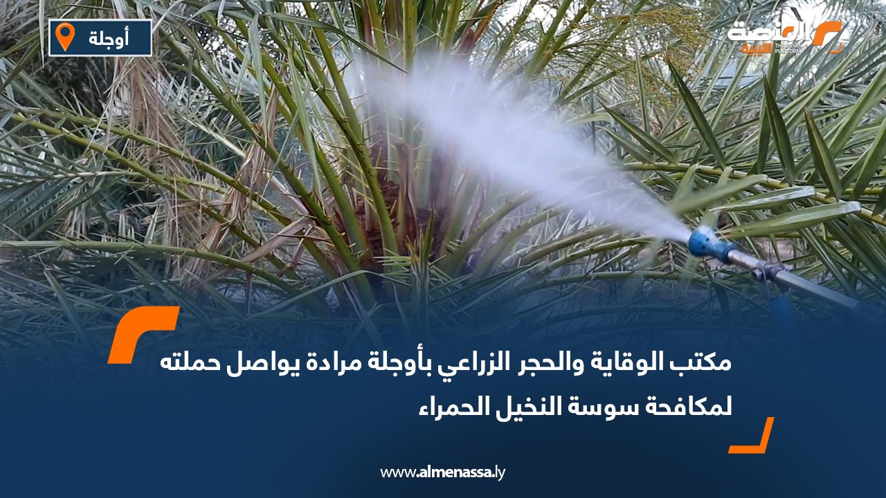 مكتب الوقاية والحجر الزراعي بأوجلة مرادة يواصل حملته لمكافحة سوسة النخيل الحمراء