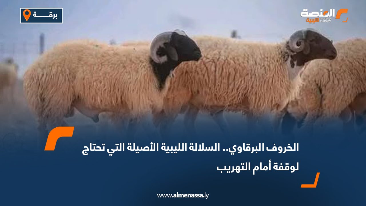 الخروف البرقاوي.. السلالة الليبية الأصيلة التي تحتاج لوقفة أمام التهريب