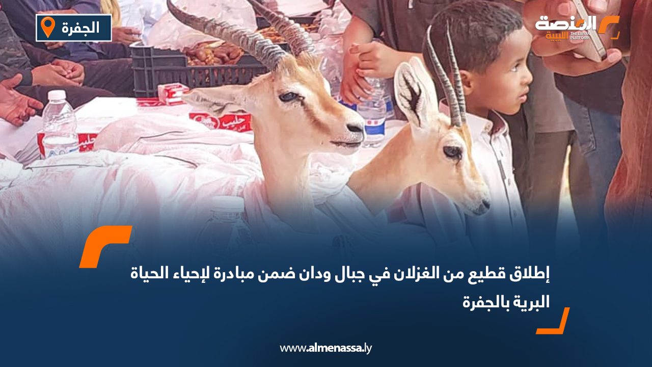 إطلاق قطيع من الغزلان في جبال ودان ضمن مبادرة لإحياء الحياة البرية بالجفرة