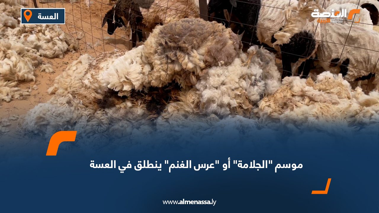 موسم "الجلامة" أو "عرس الغنم" ينطلق في العسة