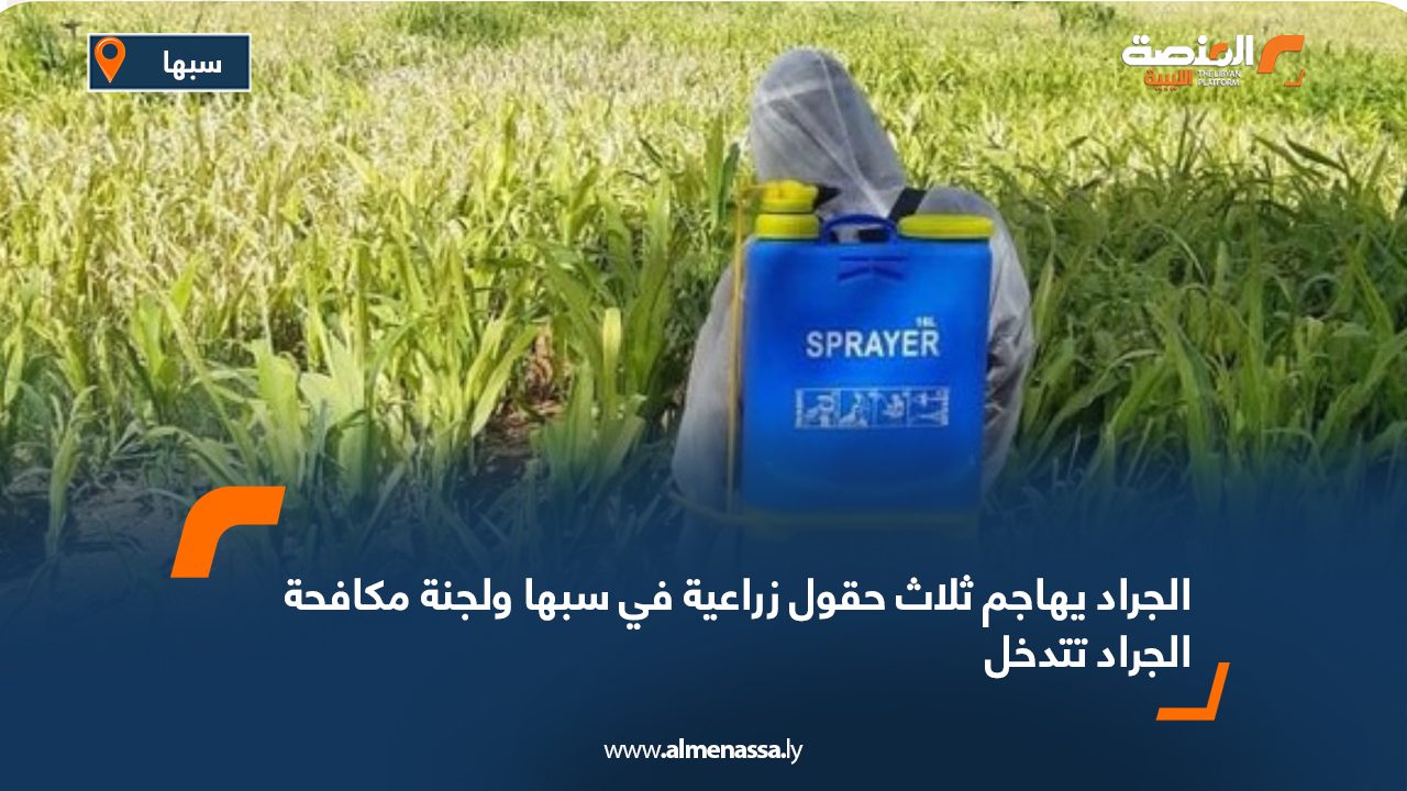 الجراد يهاجم ثلاث حقول زراعية في سبها ولجنة مكافحة الجراد تتدخل