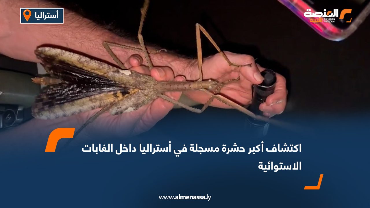 Wide Web اكتشاف أكبر حشرة مسجلة في أستراليا داخل الغابات الاستوائية