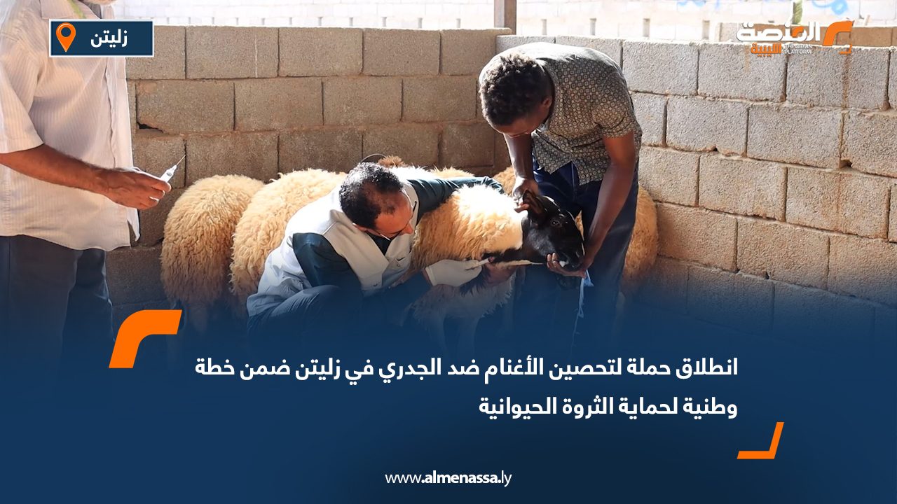 انطلاق حملة لتحصين الأغنام ضد الجدري في زليتن ضمن خطة وطنية لحماية الثروة الحيوانية