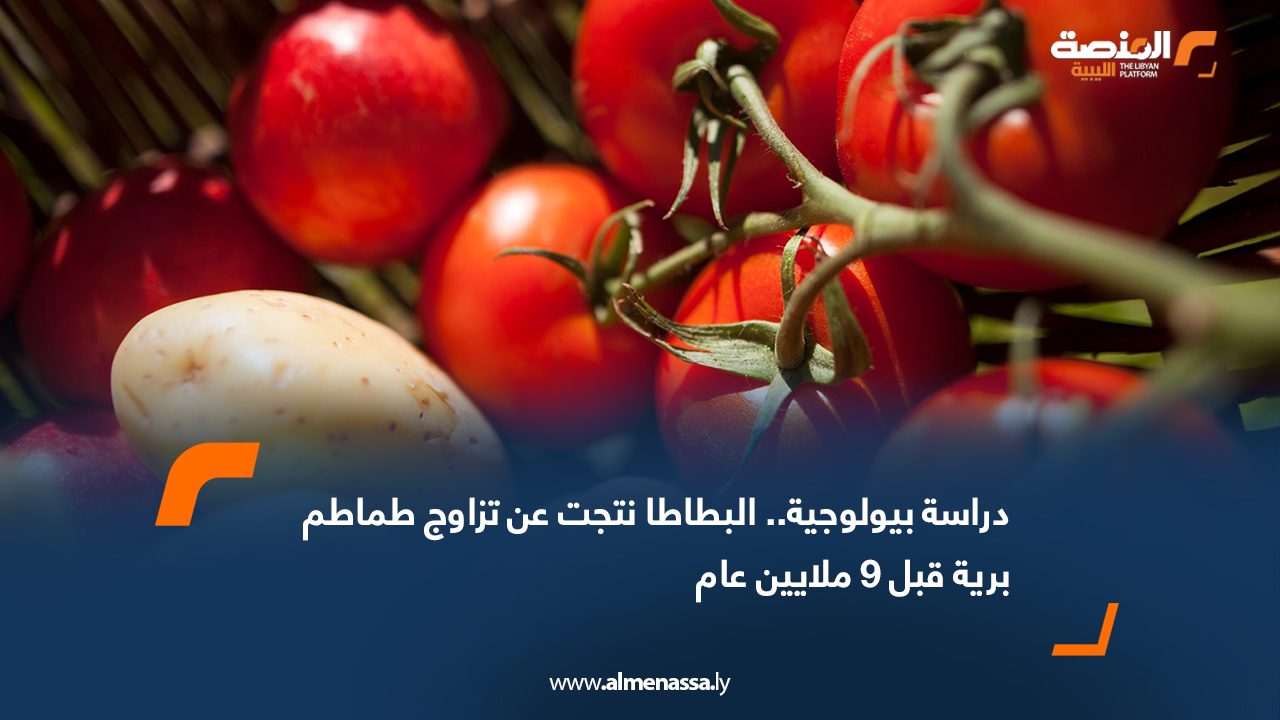 Wide Web دراسة بيولوجية.. البطاطا نتجت عن تزاوج طماطم برية قبل 9 ملايين عام