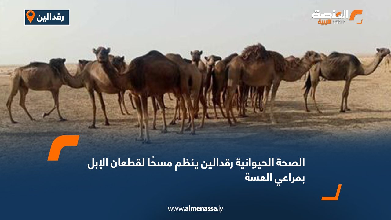 Wide Web الصحة الحيوانية رقدالين ينظم مسحًا لقطعان الإبل بمراعي العسة