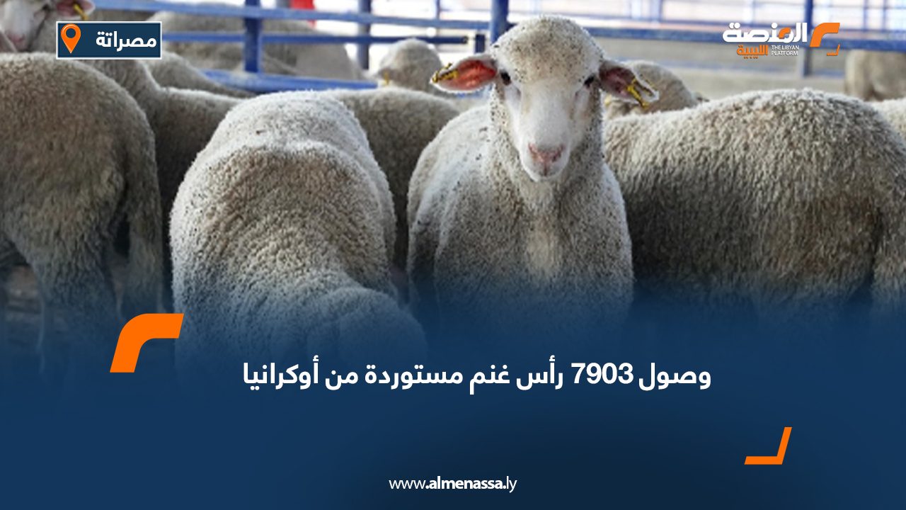 وصول "7903" رأس غنم مستوردة من أوكرانيا