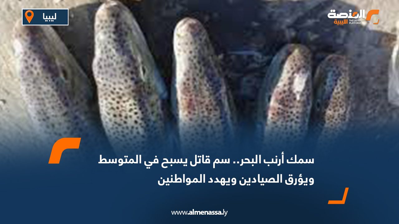Wide Web سمك أرنب البحر.. سم قاتل يسبح في المتوسط ويؤرق الصيادين ويهدد المواطنين