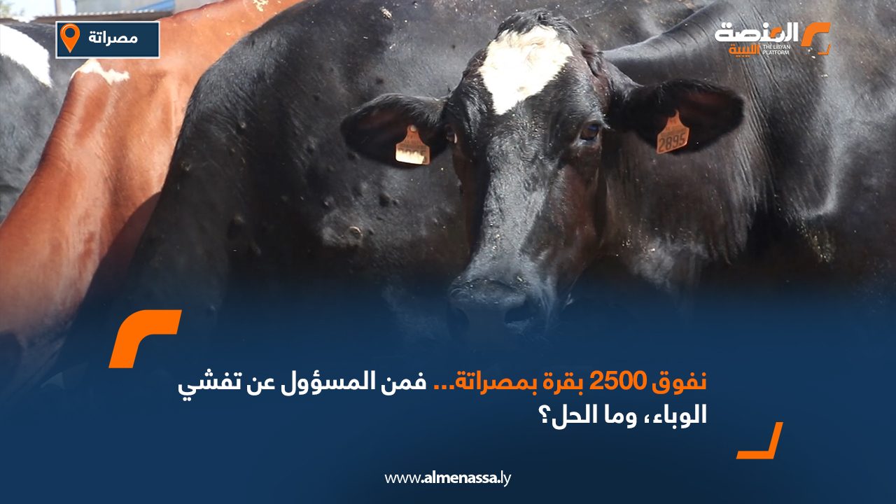 نفوق 2500 بقرة بمصراتة... فمن المسؤول عن تفشي الوباء، وما الحل؟