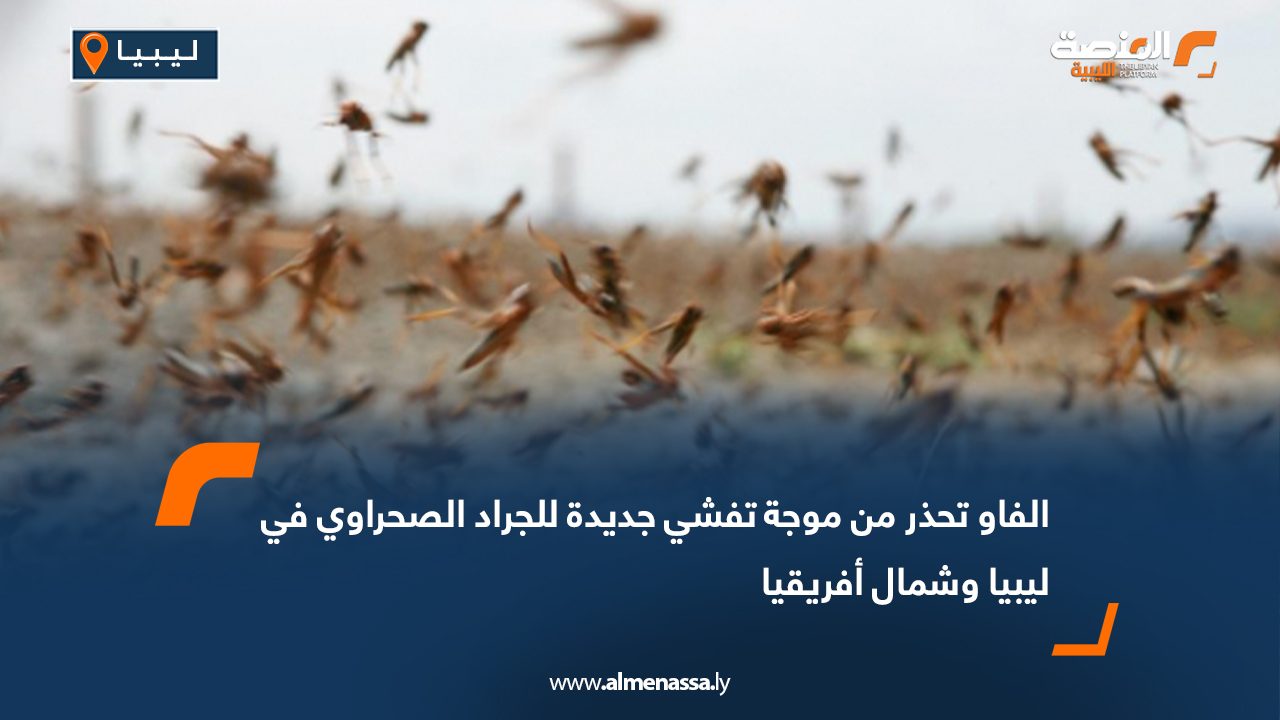 الفاو تحذر من موجة تفشي جديدة للجراد الصحراوي في ليبيا وشمال أفريقيا