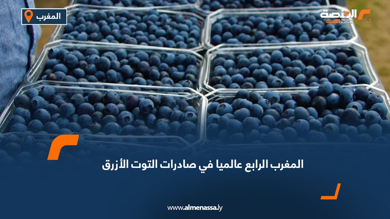 Wide Web المغرب الرابع عالمياً في صادرات التوت الأزرق