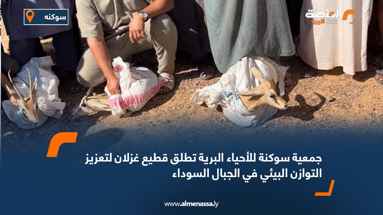 جمعية سوكنة للأحياء البرية تطلق قطيع غزلان لتعزيز التوازن البيئي في الجبال السوداء