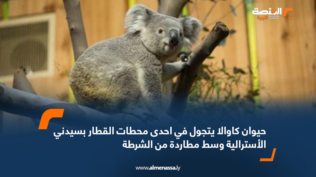 Wide Web حيوان كاوالا يتجول في احدى محطات القطار بسيدني الأسترالية وسط مطاردة من الشرطة