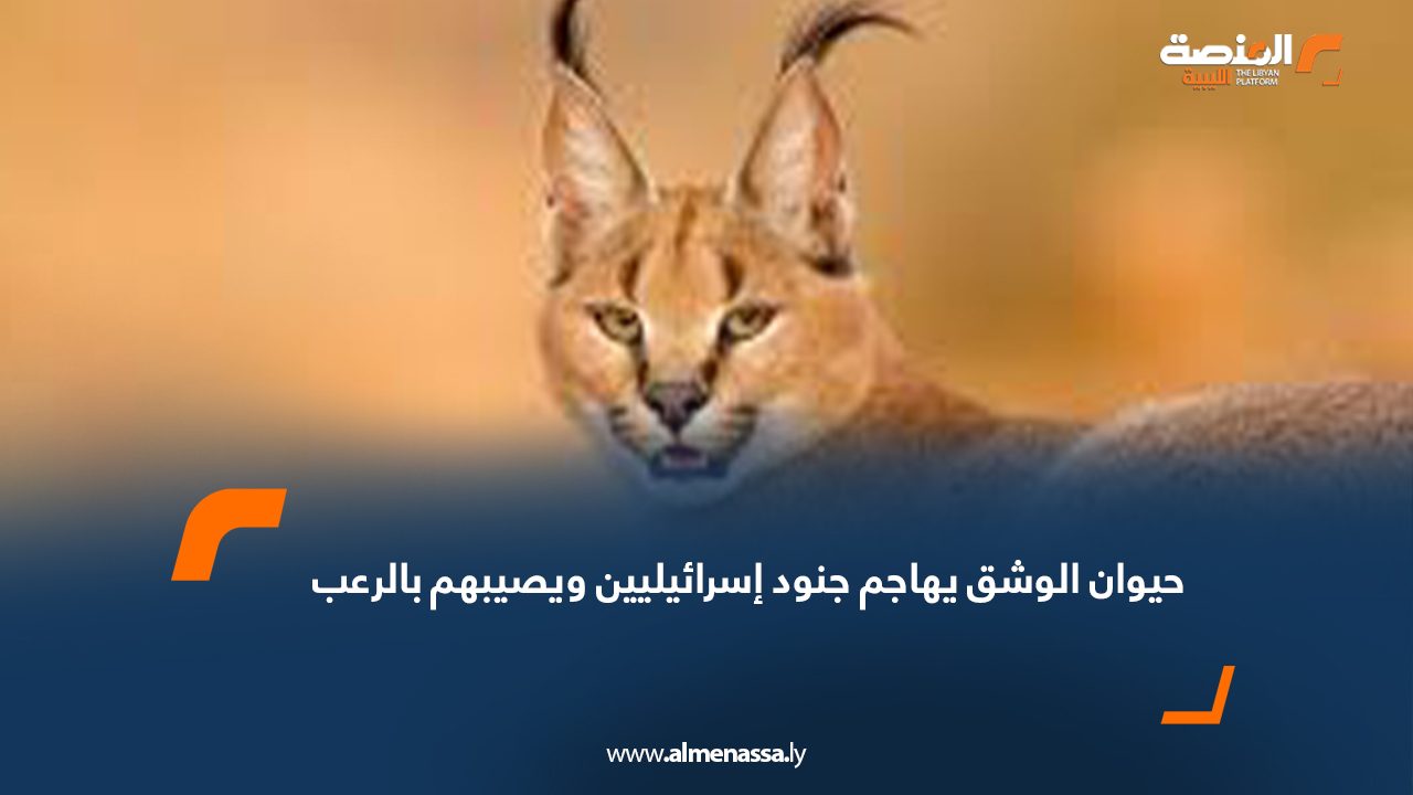 حيوان الوشق يهاجم جنود إسرائيليين ويصيبهم بالرعب