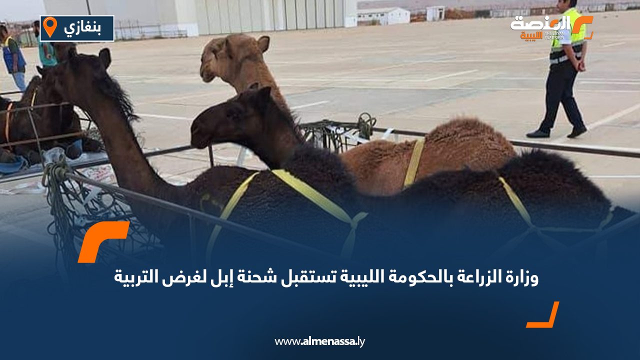 وزارة الزراعة بالحكومة الليبية تستقبل شحنة إبل لغرض التربية