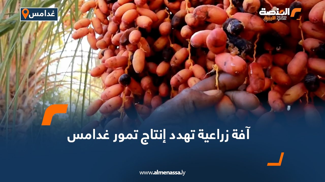 آفة زراعية تهدد إنتاج تمور غدامس