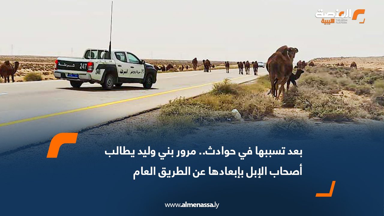 بعد تسببها في حوادث.. مرور بني وليد يطالب أصحاب الإبل بإبعادها عن الطريق العام