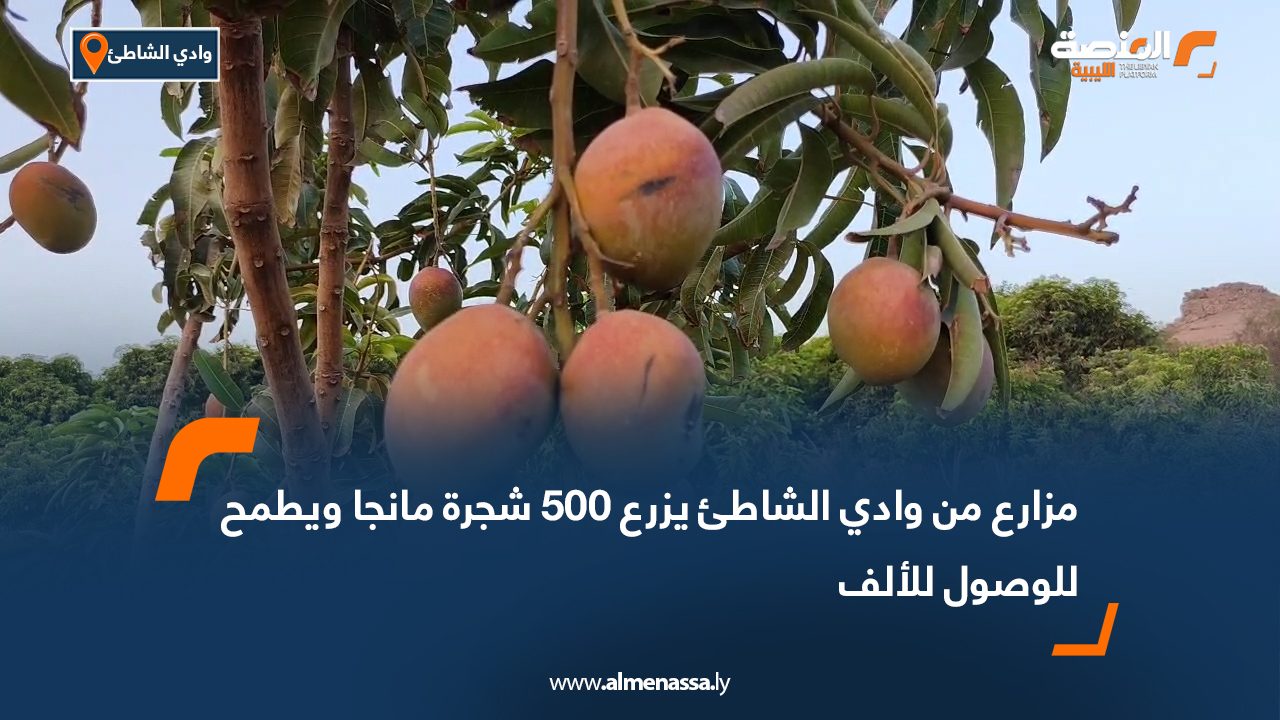 مزارع من وادي الشاطئ يزرع 500 شجرة مانجا ويطمح للوصول للألف مزارع من وادي الشاطئ يزرع 500 شجرة مانجا ويطمح للوصول للألف