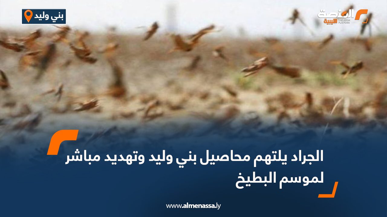 الجراد يلتهم محاصيل بني وليد وتهديد مباشر لموسم البطيخ